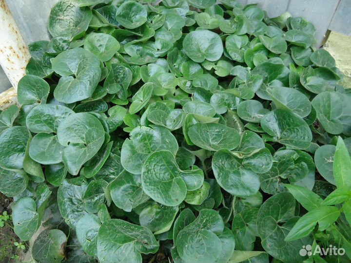 Почвопокровные многолетники из своего сада