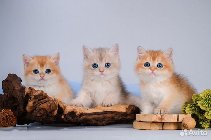 Британцы. Золотые шиншиллы. Щекастые красавцы