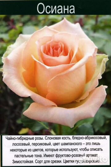 Допродою розы