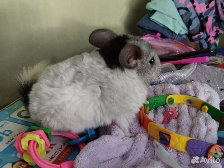 Шиншилла
