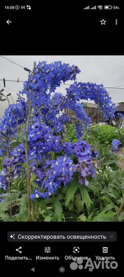 Саженцы плодовых деревьев