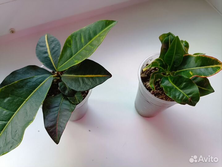 Кодиеум кротон Петра