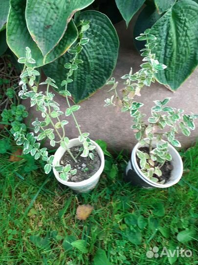 Бересклет форчуна