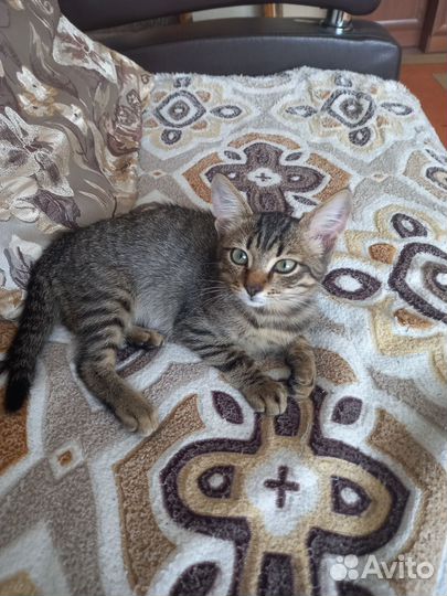 Котик бесплатно