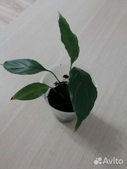 Спатифиллум