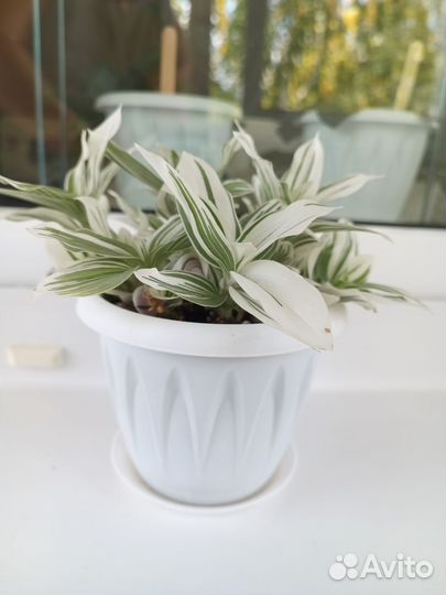 Традесканция