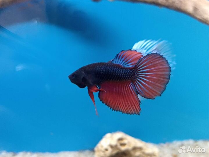 Рыбы аквариумные