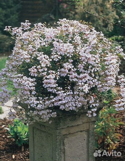 Пеларгония плющелистная ампельная Кристал Квин F1