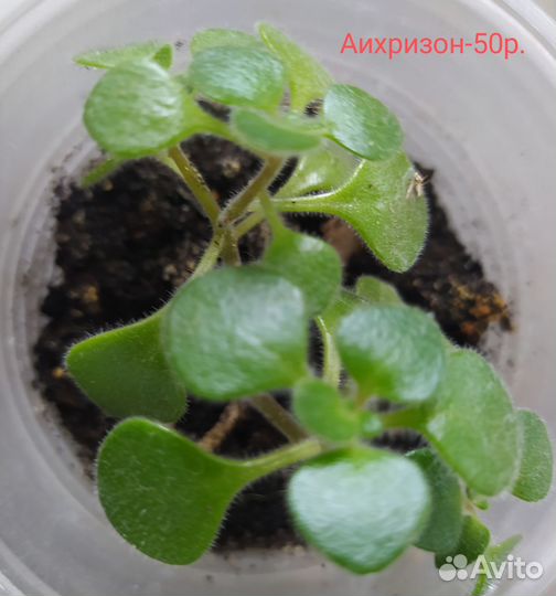 Комнатные цветы