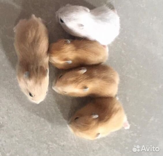 Хомяки джунгарики