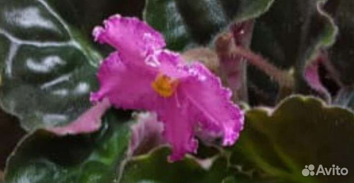 Сортовые фиалки, пока не цветут