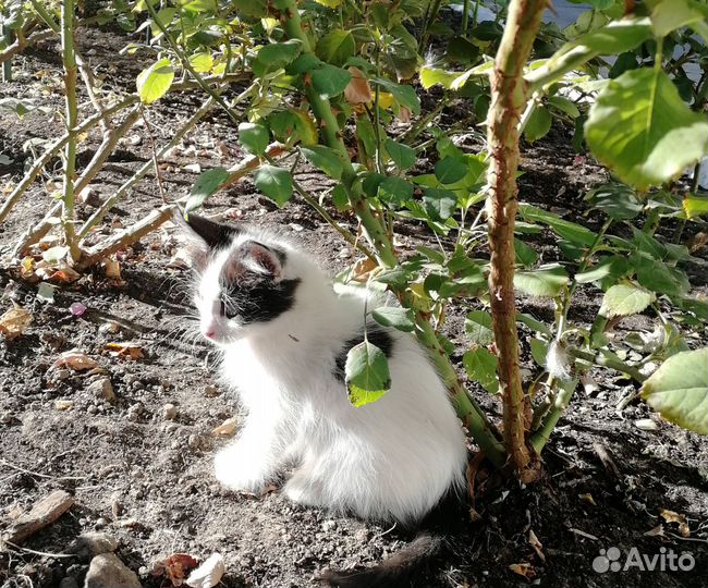 Мальчик, тихоня, 2 мес