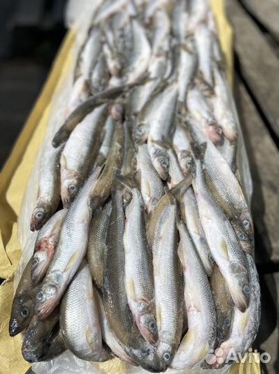 Корюшка с/м крупная (Николаевск) сезон 2023г