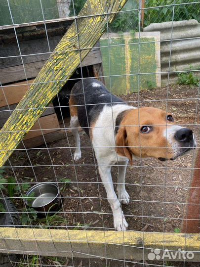 Щенки русской пегой гончей