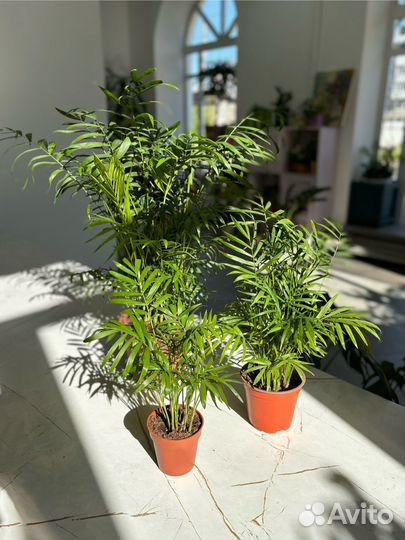 Пальма хамедорея, дипсис, ховея