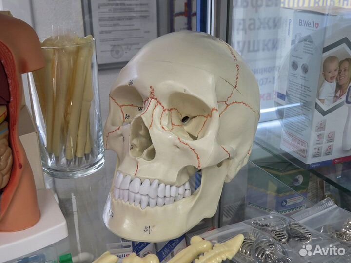 Анатомическая модель черепа, сердца, органов