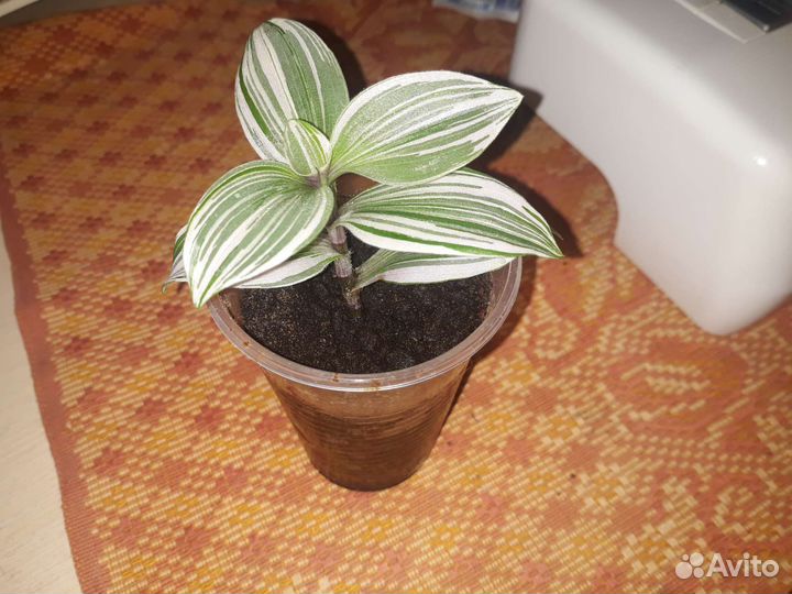 Традесканция