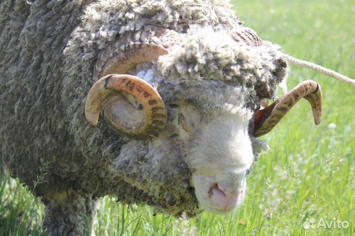Советский меринос баранчики,ярки