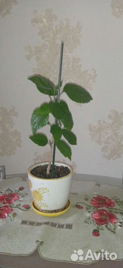 Гибискус (китайская роза)