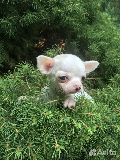 Щенки чихуахуа девочки