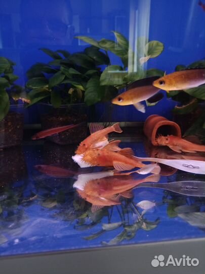 Анциструсы супер Ред. Подростки. 2.5. 3 см