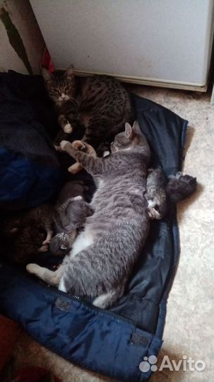 Котенок 2 месяца