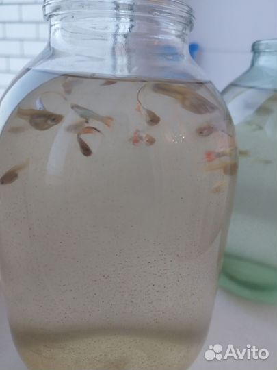 Аквариум с рыбками 50л, еда, компрессор