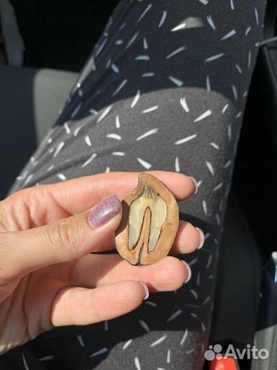 Саженец манчжурского ореха