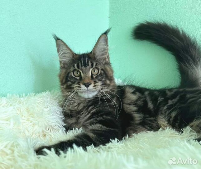 Мейн-кун котики 4 месяца