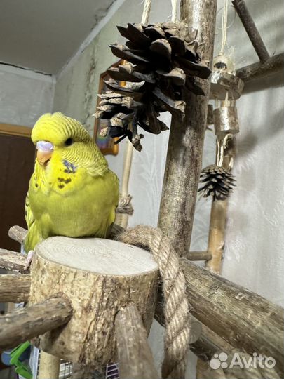 Самочки ввп Чех