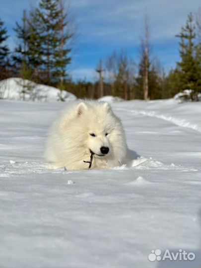 Самоед Вязка