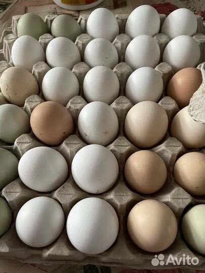 Яйцо домашнее для инкубации и еды