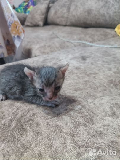 Котята сфинкс браш эльфики