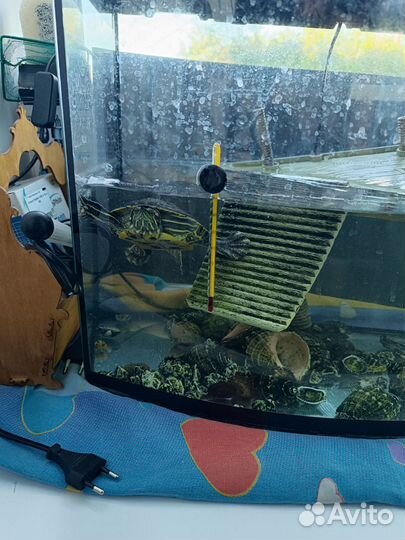 Аквариум 60л.с черепахой