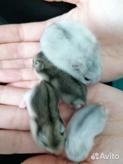 Джунгарский хомяк