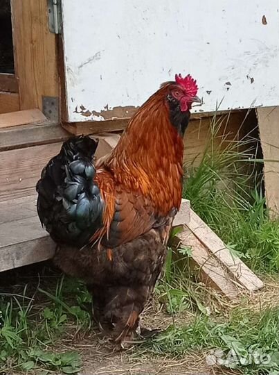 Петух Брама