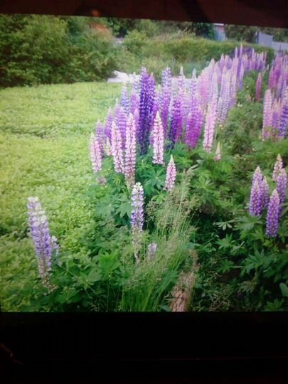 Участок 6 сот. (СНТ, ДНП)