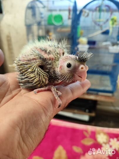 Птенцы кореллы новорожденные