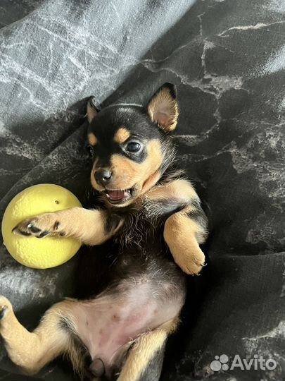 Той-терьер щенок