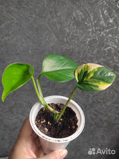 Сциндапсус