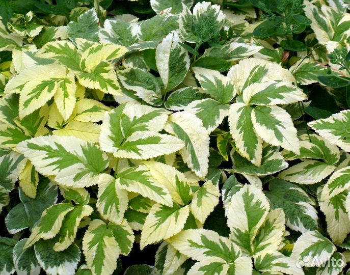 Сныть пестролистная