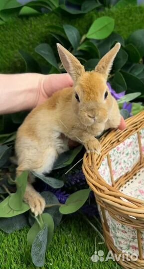 Кролики мини