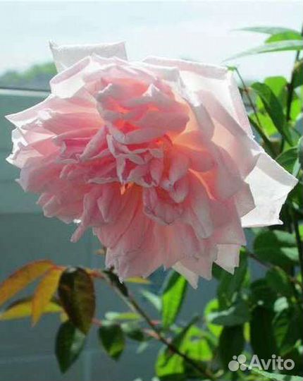 Роза бенгальская