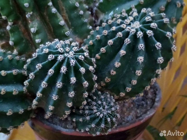 Кактусы и суккуленты