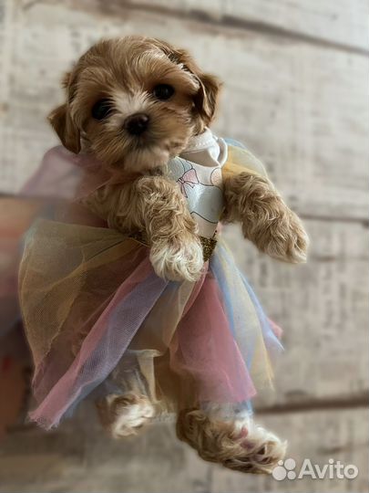 Щенки тедди maltipoo f1 Корея и Китай