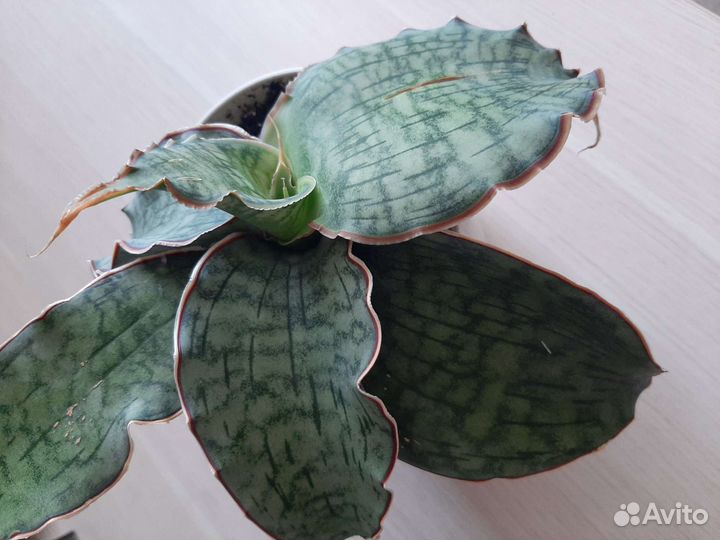 Сансевиерия Стар Грин Гранит