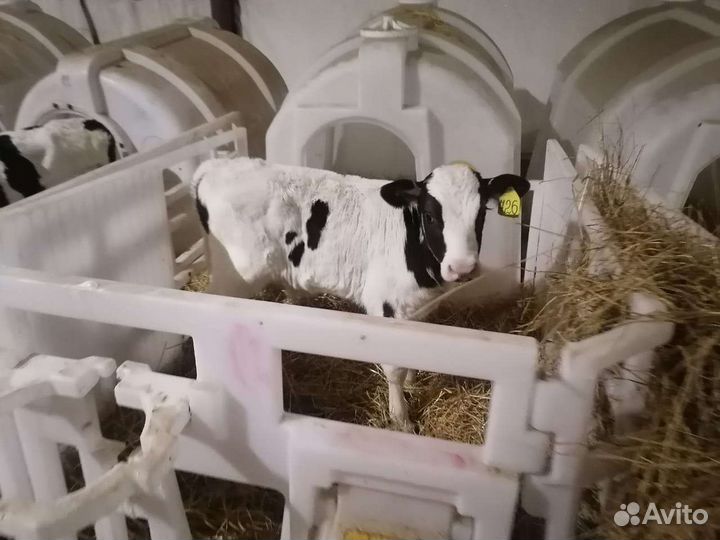 Бычки на выращивание
