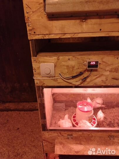 Брудер для циплят