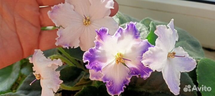 Фиалка (сенполия)