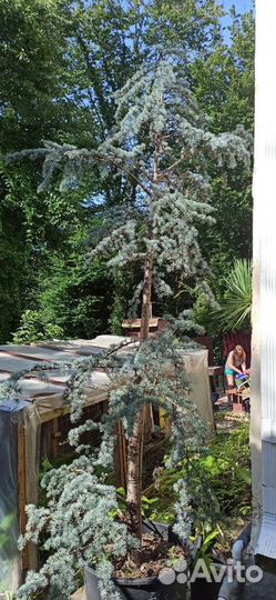 Ель голубая